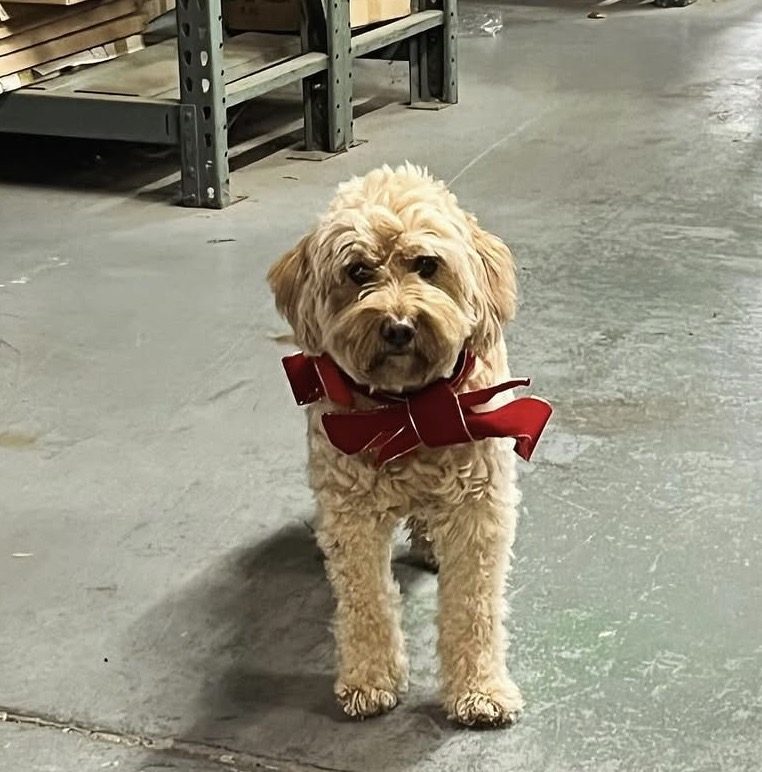 Tucker, the Presto shop dog, wearing a red bow in the warehouse